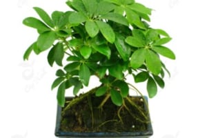 Top 12 cây xanh phong thủy đem lại may mắn tài lộc sức khỏe